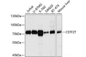 Western Blotting (WB) image for anti-Cleavage Stimulation Factor, 3' Pre-RNA, Subunit 2, 64kDa, tau Variant (CSTF2T) antibody (ABIN7261084)