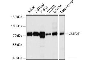 Western blot analysis of extracts of various cell lines using CSTF2T Polyclonal Antibody at dilution of 1:1000. (CSTF2T 抗体)