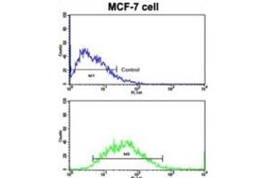Flow Cytometry (FACS) image for anti-Cadherin 9 (CDH9) antibody (ABIN2997913) (Cadherin 9 抗体)