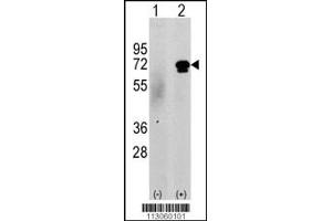 Western blot analysis of CAMKK2 using rabbit polyclonal CAMKK2 Antibody (N-term G67) using 293 cell lysates (2 ug/lane) either nontransfected (c) or transiently transfected with the CAMKK2 gene (Lane 2). (CAMKK2 抗体  (N-Term))