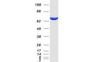 Validation with Western Blot (Thimet Oligopeptidase 1 Protein (THOP1) (Myc-DYKDDDDK Tag))
