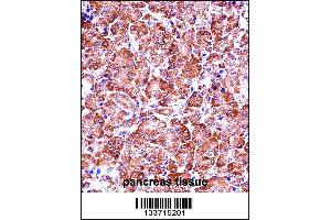 MMP28 Antibody immunohistochemistry analysis in formalin fixed and paraffin embedded human pancreas tissue followed by peroxidase conjugation of the secondary antibody and DAB staining. (MMP28 抗体  (AA 195-223))