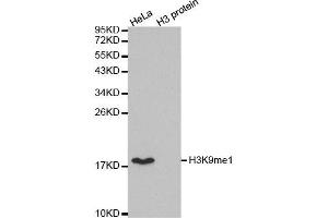 Western blot analysis of extracts of various cell lines, using MonoMethyl-Histone H3-K9 antibody. (Histone 3 抗体  (H3K9me))