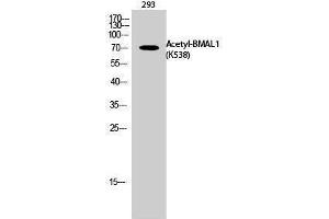 Western Blotting (WB) image for anti-Aryl Hydrocarbon Receptor Nuclear Translocator-Like (ARNTL) (acLys538) antibody (ABIN6285509) (ARNTL 抗体  (acLys538))