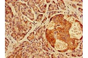 Immunohistochemistry of paraffin-embedded human pancreatic tissue using ABIN7142027 at dilution of 1:100 (AGPAT3 抗体  (AA 148-304))