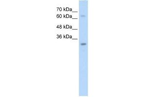 NSMCE1 antibody used at 2. (NSMCE1 抗体)