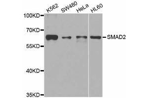 Western blot analysis of extracts of various cell lines, using SMAD2 antibody. (SMAD2 抗体  (AA 1-100))