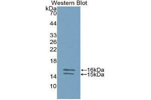 Western Blotting (WB) image for anti-Interleukin 23, alpha subunit p19 (IL23A) (AA 20-189) antibody (ABIN1859404) (IL23A 抗体  (AA 20-189))