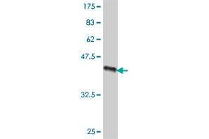 Western Blot detection against Immunogen (42. (TOMM20 抗体  (AA 1-145))