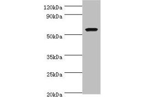 Western blot All lanes: AMY1A antibody at 7 μg/mL + Rat heart tissue Secondary Goat polyclonal to rabbit IgG at 1/10000 dilution Predicted band size: 58 kDa Observed band size: 58 kDa (AMY1A 抗体  (AA 16-200))