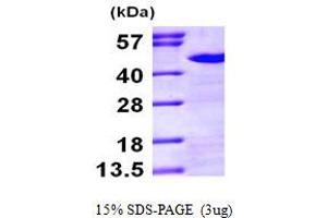 SDS-PAGE (SDS) image for NCK Adaptor Protein 1 (NCK1) (AA 1-377) protein (His tag) (ABIN667017) (NCK1 Protein (AA 1-377) (His tag))