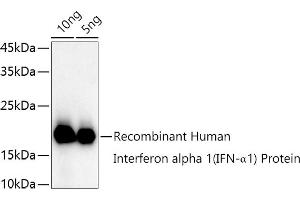 Western blot analysis of extracts of Recombinant Human Interferon alpha 1 (IFN-α1) Protein, using Interferon alpha 1 (IFN-α1) antibody (ABIN3020880, ABIN3020881, ABIN3020882 and ABIN6213772) at 1:1000 dilution. (IFNA1 抗体  (AA 25-155))