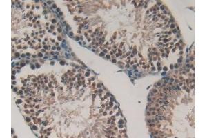 Detection of GKN2 in Mouse Testis Tissue using Polyclonal Antibody to Gastrokine 2 (GKN2) (Gastrokine 2 抗体  (AA 21-184))