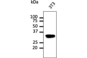 Western Blotting (WB) image for anti-RAB32, Member RAS Oncogene Family (RAB32) (C-Term) antibody (ABIN1440004) (RAB32 抗体  (C-Term))
