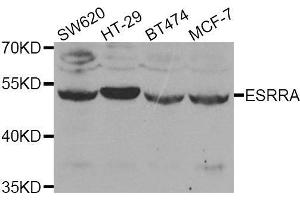 Western blot analysis of extracts of various cell lines, using ESRRA antibody. (ESRRA 抗体  (AA 1-423))