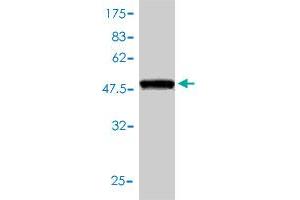 Western Blotting (WB) image for anti-Peroxiredoxin 6 (PRDX6) (AA 1-224) antibody (ABIN564140)