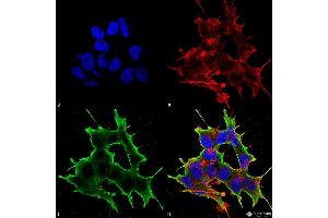 Immunocytochemistry/Immunofluorescence analysis using Mouse Anti-ATF4 Monoclonal Antibody, Clone S360A-24 .