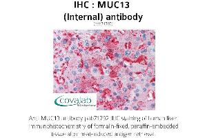 Image no. 2 for anti-Mucin 13, Cell Surface Associated (MUC13) (Internal Region) antibody (ABIN1737140) (MUC13 抗体  (Internal Region))