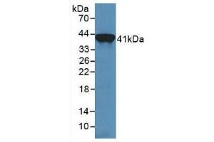 Western blot analysis of recombinant Human TRF. (Transferrin 抗体  (AA 361-683))