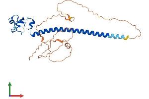AlphaFold protein structure predicition of Human Recombinant RNF212 Protein, UniprotID Q495C1