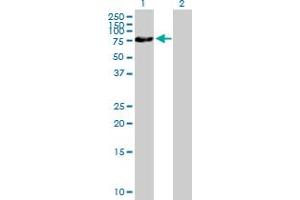 Western Blot analysis of ZNF169 expression in transfected 293T cell line by ZNF169 MaxPab polyclonal antibody. (ZNF169 抗体  (AA 1-590))