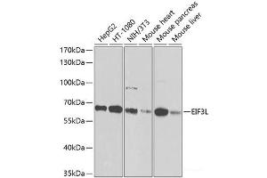 Western blot analysis of extracts of various cell lines using EIF3L Polyclonal Antibody at dilution of 1:1000. (EIF3L 抗体)