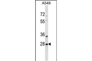Western blot analysis in A549 cell line lysates (35ug/lane). (SNF8 抗体  (N-Term))
