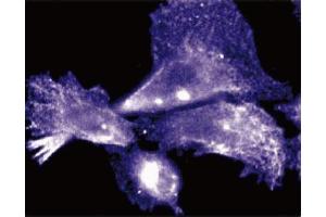 Immunofluorescent staining of Human Endothelial cells. (Cyclin D3 抗体  (AA 127-292))