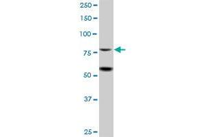 HKR3 MaxPab polyclonal antibody. (ZBTB48 抗体  (AA 1-688))