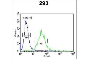 CEBPB Antibody (C-term) (ABIN652248 and ABIN2841040) flow cytometric analysis of 293 cells (right histogram) compared to a negative control cell (left histogram).