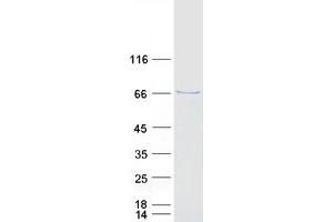 Western Blotting (WB) image for Cryptochrome 1 (Photolyase-Like) (CRY1) protein (Myc-DYKDDDDK Tag) (ABIN2712572)