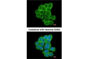 Immunofluorescence analysis of paraformaldehyde-fixed A431 using AP31130PU-N RGS17 antibody at 1/200 dilution. (RGS17 抗体  (AA 148-160))