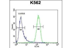 GAGE13 Antibody (N-term) (ABIN654525 and ABIN2844247) flow cytometric analysis of K562 cells (right histogram) compared to a negative control cell (left histogram). (G Antigen 13 抗体  (N-Term))