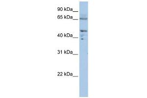 DLAT antibody used at 1 ug/ml to detect target protein. (DLAT 抗体  (C-Term))