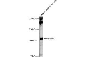Western blot analysis of extracts of Mouse skeletal muscle, using Nesprin 1 antibody (ABIN7270520) at 1:1000 dilution. (SYNE1 抗体)