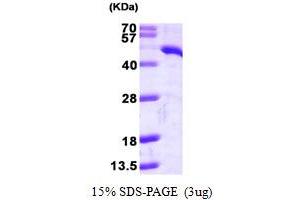 SDS-PAGE (SDS) image for Tryptophan 2,3-Dioxygenase (TDO2) (AA 1-406) protein (His tag) (ABIN6386703) (TDO2 Protein (AA 1-406) (His tag))