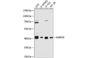 Western blot analysis of extracts of various cell lines, using MRPS9 antibody (ABIN6132998, ABIN6144050, ABIN6144051 and ABIN6215425) at 1:3000 dilution.