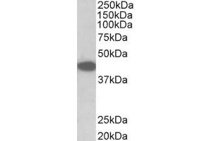 Image no. 1 for anti-Tribbles Homolog 1 (TRIB1) (AA 304-317) antibody (ABIN1104819) (TRIB1 抗体  (AA 304-317))
