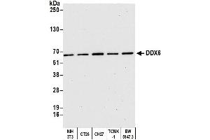 Western Blotting (WB) image for anti-DEAD (Asp-Glu-Ala-Asp) Box Polypeptide 6 (DDX6) (AA 425-483) antibody (ABIN7453597)