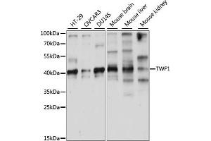 Western blot analysis of extracts of various cell lines, using TWF1 antibody (ABIN7271105) at 1:1000 dilution. (TWF1 抗体  (AA 101-350))
