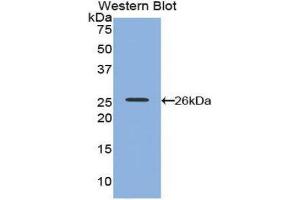 Western Blotting (WB) image for anti-Poliovirus Receptor-Related 2 (Herpesvirus Entry Mediator B) (PVRL2) (AA 76-353) antibody (ABIN1860375) (PVRL2 抗体  (AA 76-353))