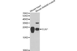 Western blot analysis of extracts of various cell lines, using TCAP antibody. (TCAP 抗体)