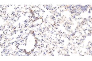 Immunohistochemistry (IHC) image for anti-Histidine-Rich Glycoprotein (HRG) (AA 19-525) antibody (ABIN7427567)