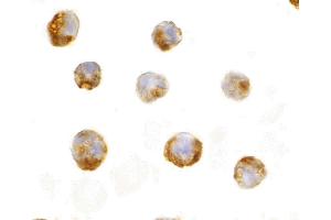 Immunohistochemistry (IHC) image for anti-Interleukin 23 (IL23) (C-Term) antibody (ABIN1030436) (IL23 抗体  (C-Term))