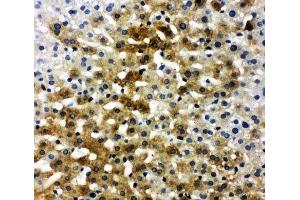 IHC-P: BSP antibody testing of rat liver tissue (IBSP 抗体  (C-Term))