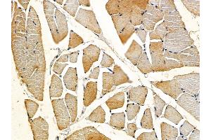 ABIN6257810 and ABIN6275794 at 1/100 staining rat muscle tissue by IHC-P. (MYL7 抗体  (Internal Region))