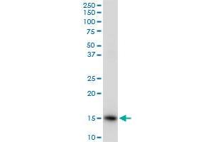 ISG15 MaxPab rabbit polyclonal antibody. (ISG15 抗体  (AA 1-165))
