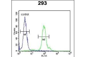 KLC2 Antibody (C-Term) (ABIN653755 and ABIN2843055) flow cytometric analysis of 293 cells (right histogram) compared to a negative control cell (left histogram). (KLC2 抗体  (C-Term))