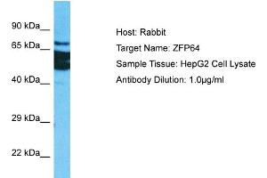 Host: Rabbit Target Name: ZFP64 Sample Tissue: Human HepG2 Whole Cell Antibody Dilution: 1ug/ml (ZFP64 抗体  (C-Term))