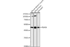 Western blot analysis of extracts of various cell lines, using TE antibody (ABIN6129488, ABIN6148982, ABIN6148984 and ABIN6217332) at 1:1000 dilution. (TEAD1 抗体  (AA 135-215))